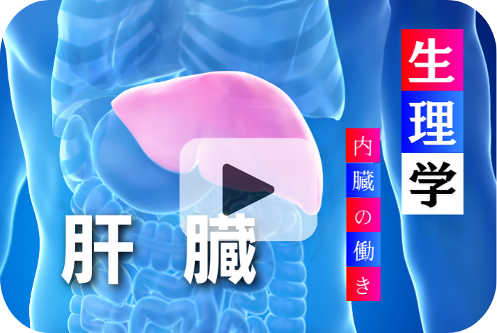 肝臓の役割と重要性《加齢と内臓の働き6選》