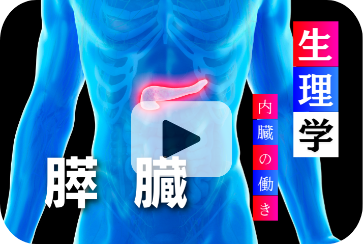 膵臓の役割と重要性《加齢と内臓の働き6選》