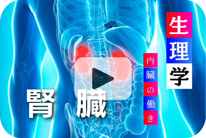 腎臓の役割と重要性《加齢と内臓の働き6選》
