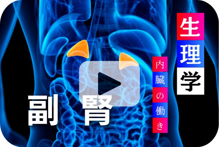 副腎の役割と重要性《加齢と内臓の働き6選》