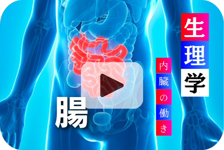 腸の役割と重要性《加齢と内臓の働き6選》