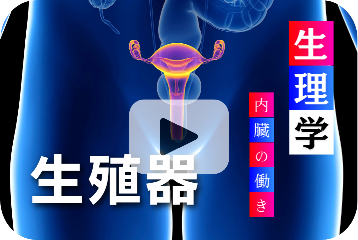 生殖器の役割と重要性《加齢と内臓の働き6選》