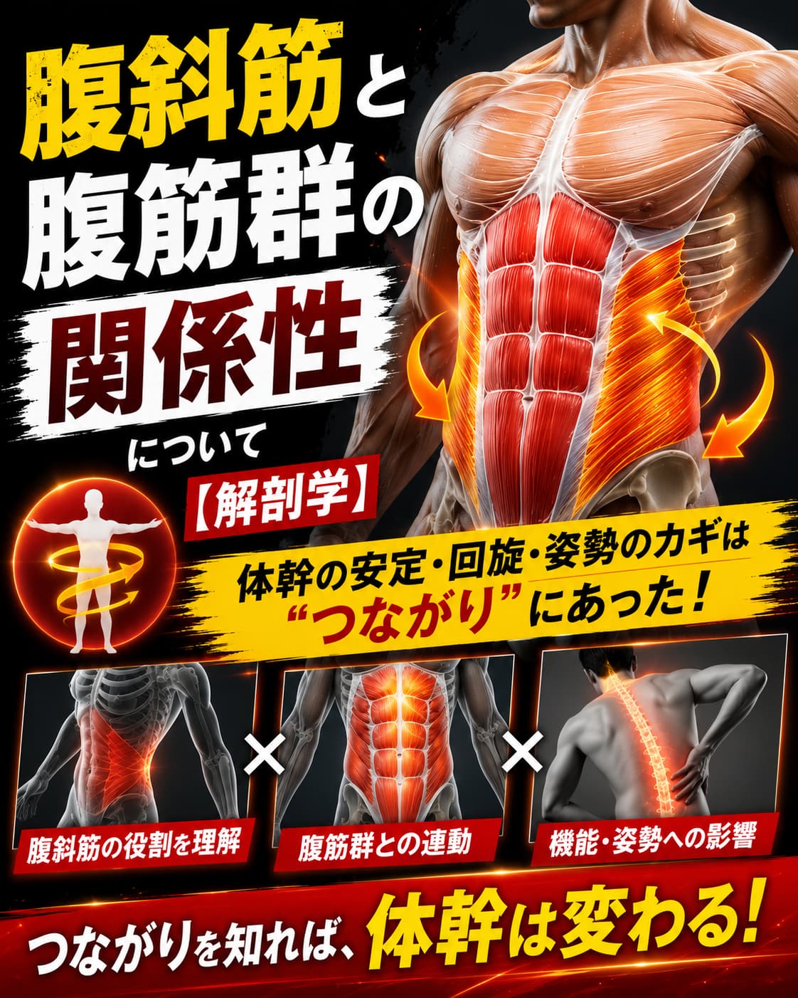 【動画セミナー】腹斜筋と腹筋群の関係性について【解剖学】